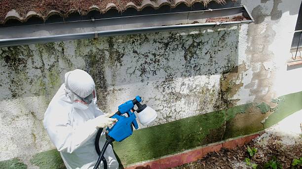 Mold Removal service in California